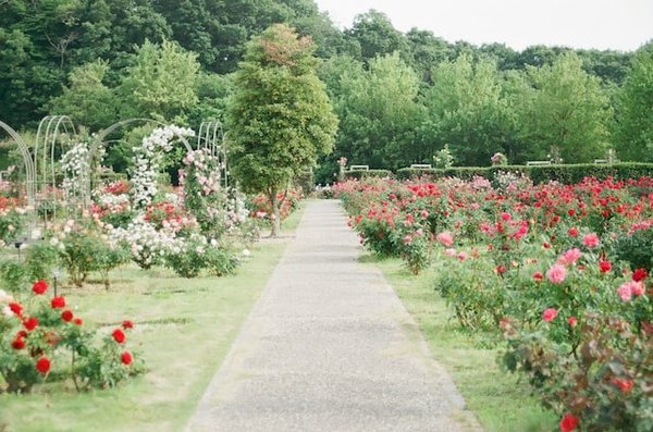 5 conseils pour créer le jardin idéal